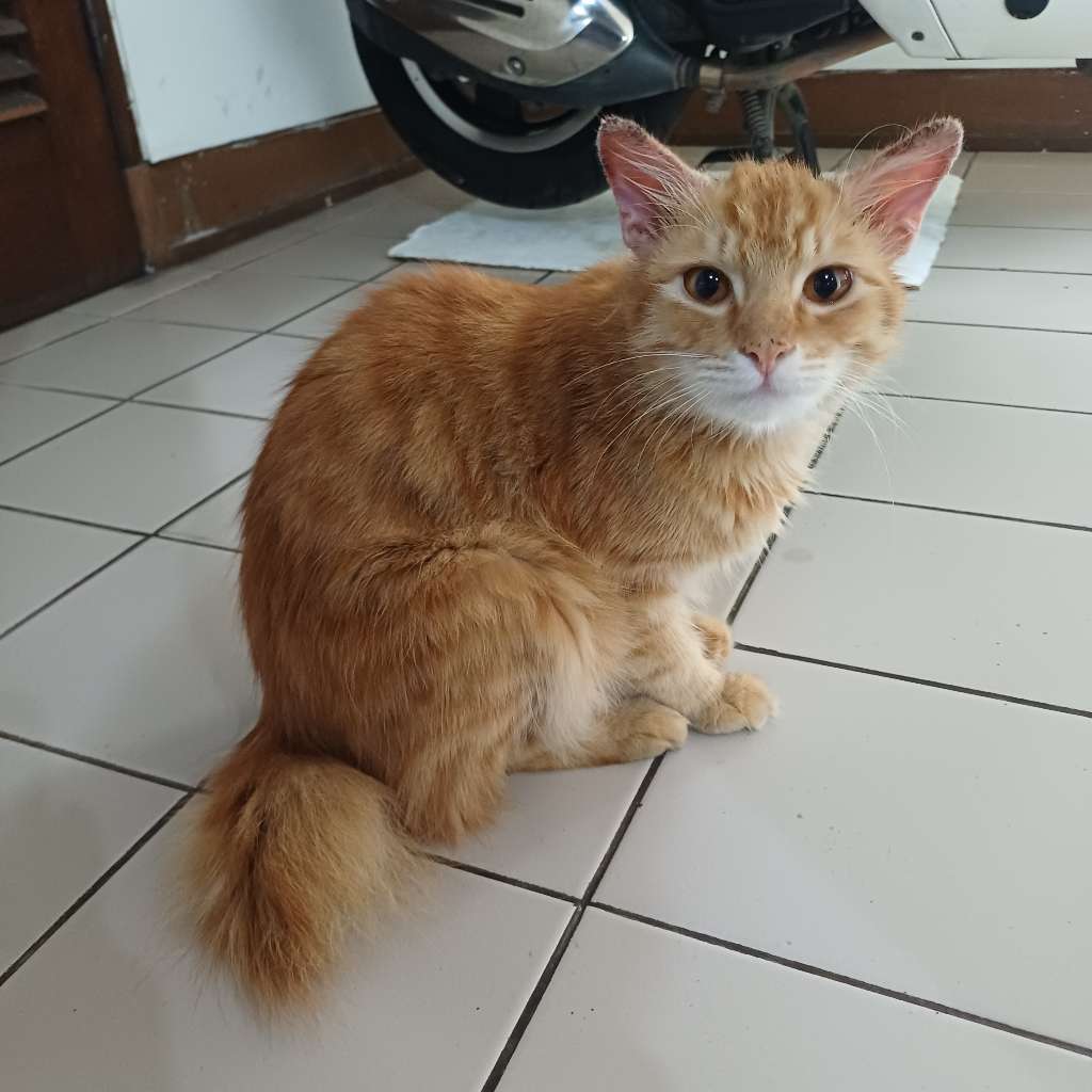 Kucing 1