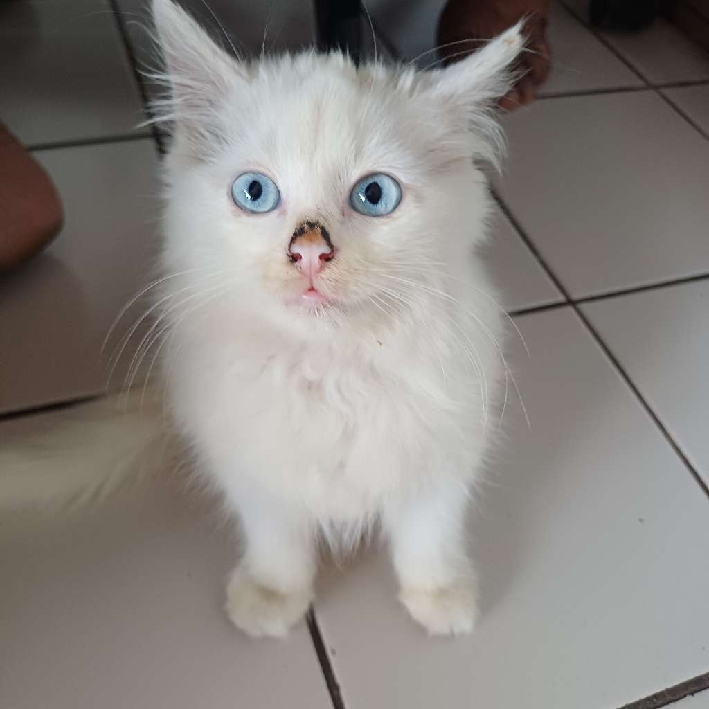 Kucing 2