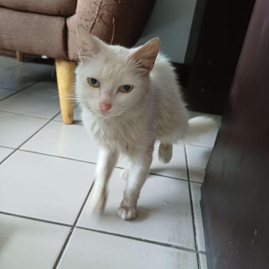 Kucing 3